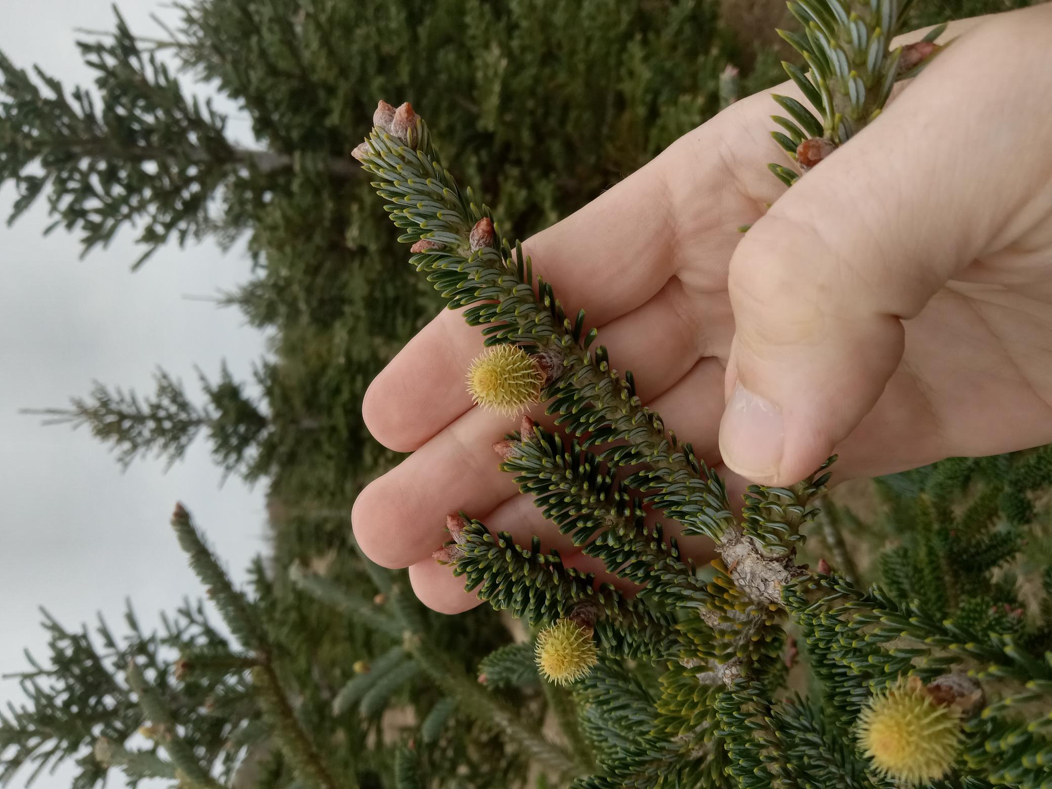 Photo 4 bud and cone development.jpg